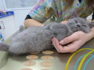 Porque preferimos la medicina preventiva